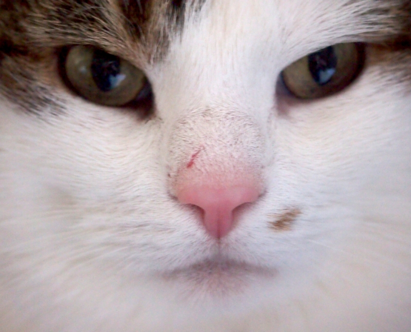 Katzenkrankheiten – von der kleinen Verletzung auf der Nase nach einem Streit bis hin zu chronischen Leiden sind Katzenkrankheiten eine Herausforderung für Katzenhalter