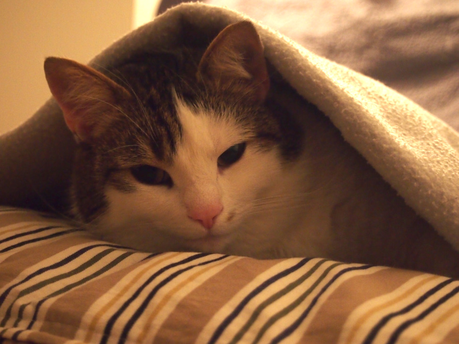 Katze nach Narkose Tipps für die richtige Betreuung