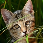 Katzengras wird von Katzen gern gefressen um Haarballen besser ausscheidne zu können