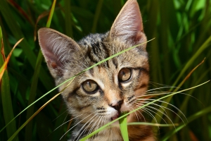 Katzengras wird von Katzen gern gefressen um Haarballen besser ausscheidne zu können