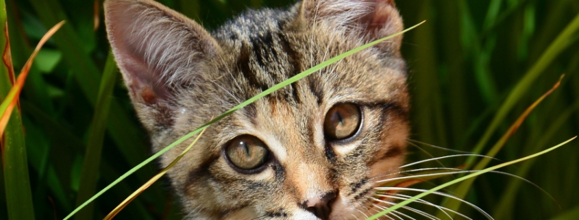 Katzengras wird von Katzen gern gefressen um Haarballen besser ausscheidne zu können