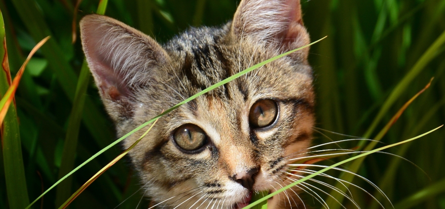 Katzengras wird von Katzen gern gefressen um Haarballen besser ausscheidne zu können