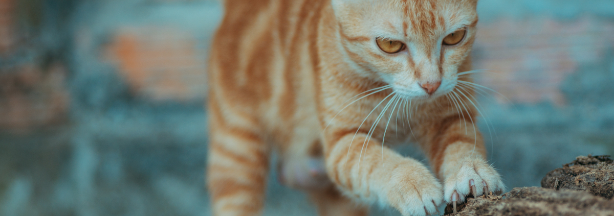 Katze kratzen – hier ein rot getigerter Kater der seine Krallen an einem braunen Stein wetzt
