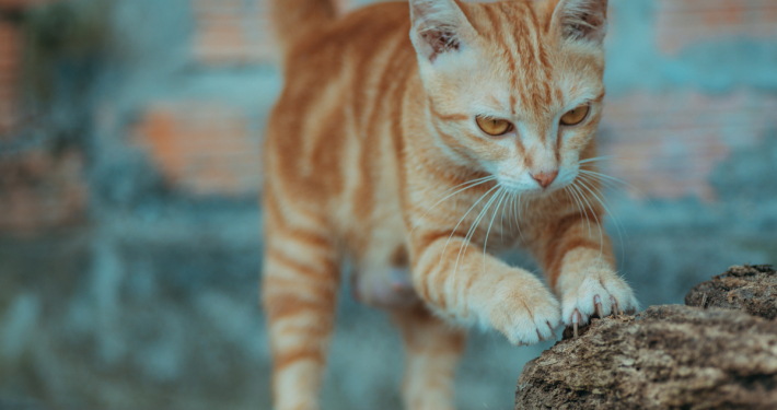 Katze kratzen – hier ein rot getigerter Kater der seine Krallen an einem braunen Stein wetzt