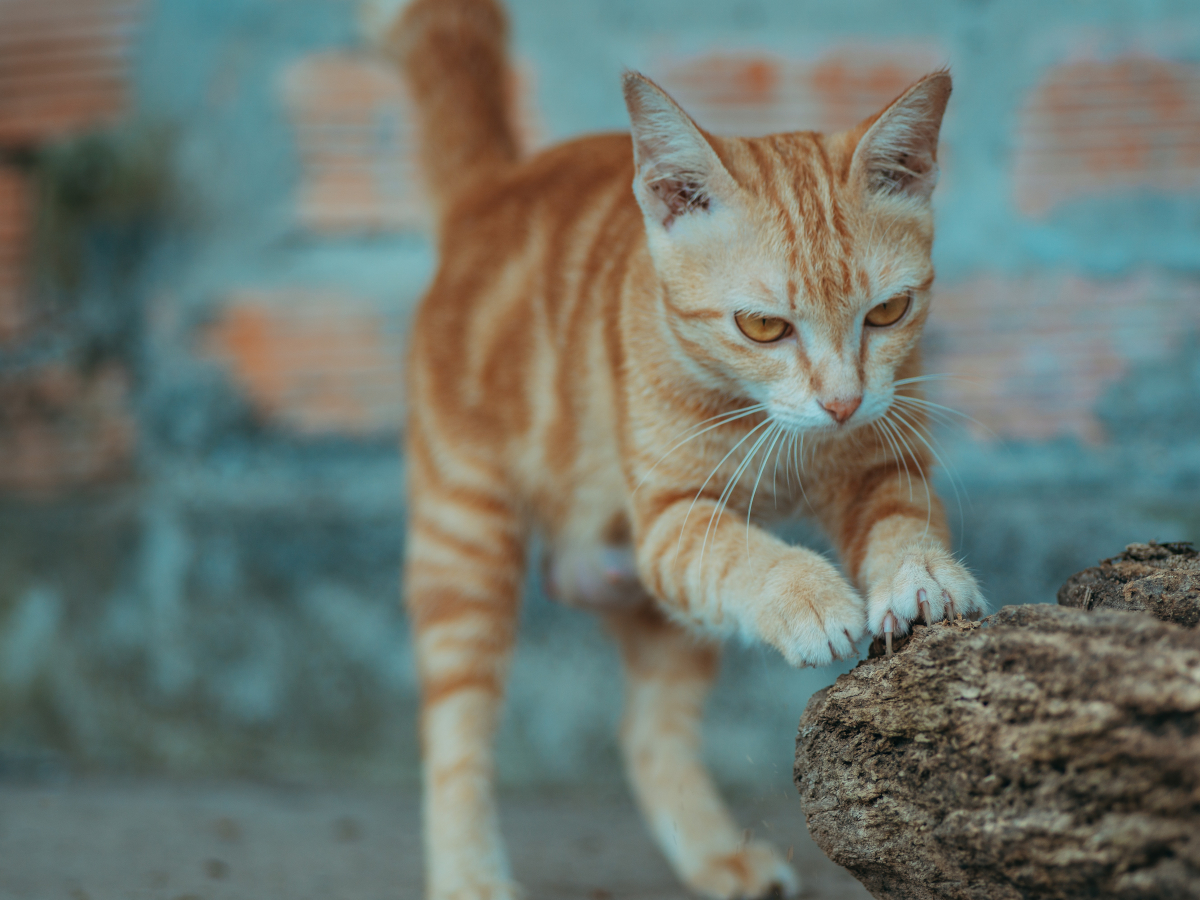 Warum Katzen kratzen